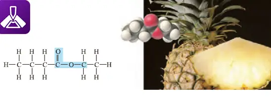 فرمول ساختاری و مدل فضا پرکن اتیل بوتانوات